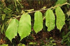 Pterospermum xylocarpum